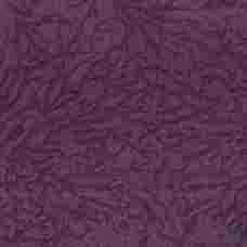 Savanna violet